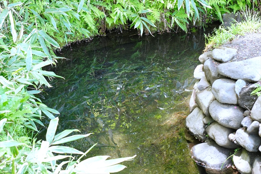 釣り堀の画像06